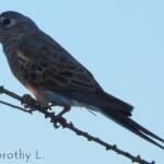 Bourke's Parrot (Neopsephotus bourkii), sunrise at Kunoth Bore, NT