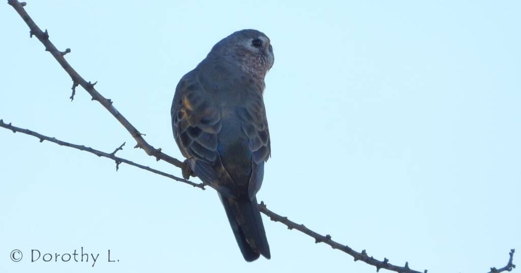Bourke's Parrot (Neopsephotus bourkii), sunrise at Kunoth Bore, NT