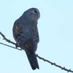 Bourke's Parrot (Neopsephotus bourkii), sunrise at Kunoth Bore, NT