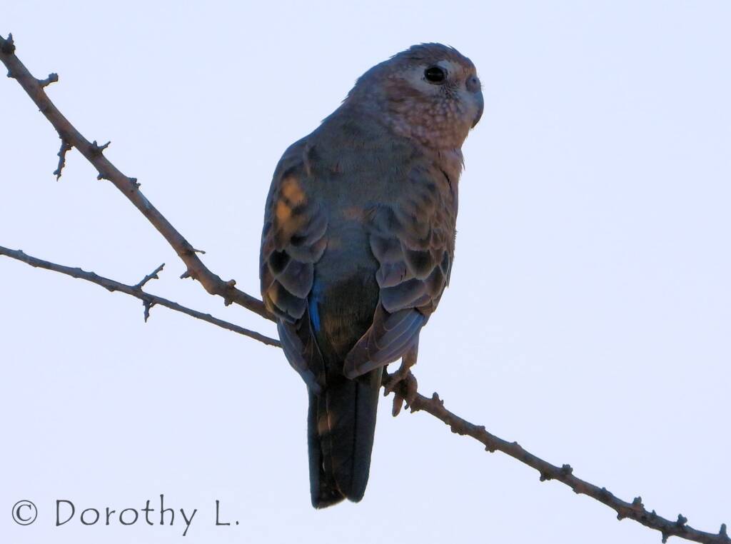 Bourke's Parrot (Neopsephotus bourkii), sunrise at Kunoth Bore, NT