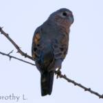 Bourke's Parrot (Neopsephotus bourkii), sunrise at Kunoth Bore, NT
