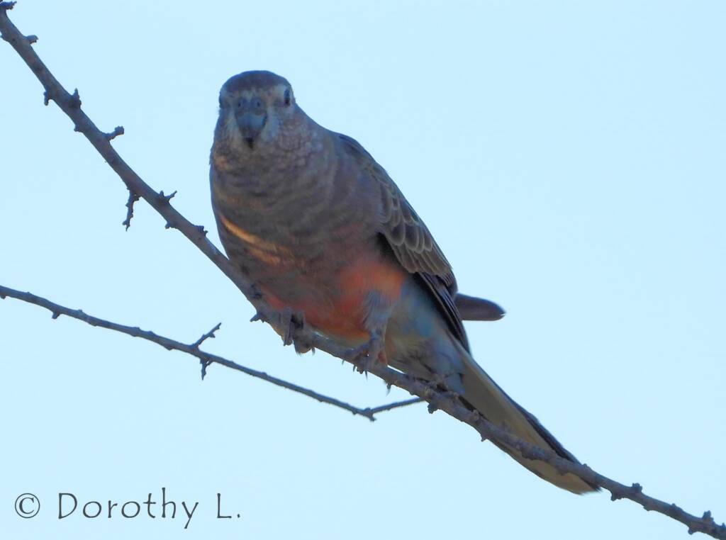 Bourke's Parrot (Neopsephotus bourkii), sunrise at Kunoth Bore, NT