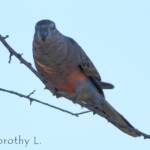 Bourke's Parrot (Neopsephotus bourkii), sunrise at Kunoth Bore, NT