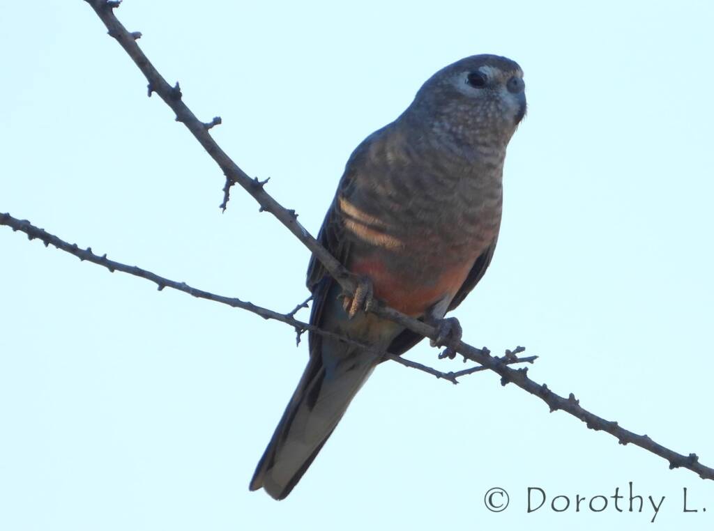 Bourke's Parrot (Neopsephotus bourkii), sunrise at Kunoth Bore, NT
