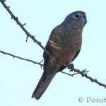 Bourke's Parrot (Neopsephotus bourkii), sunrise at Kunoth Bore, NT