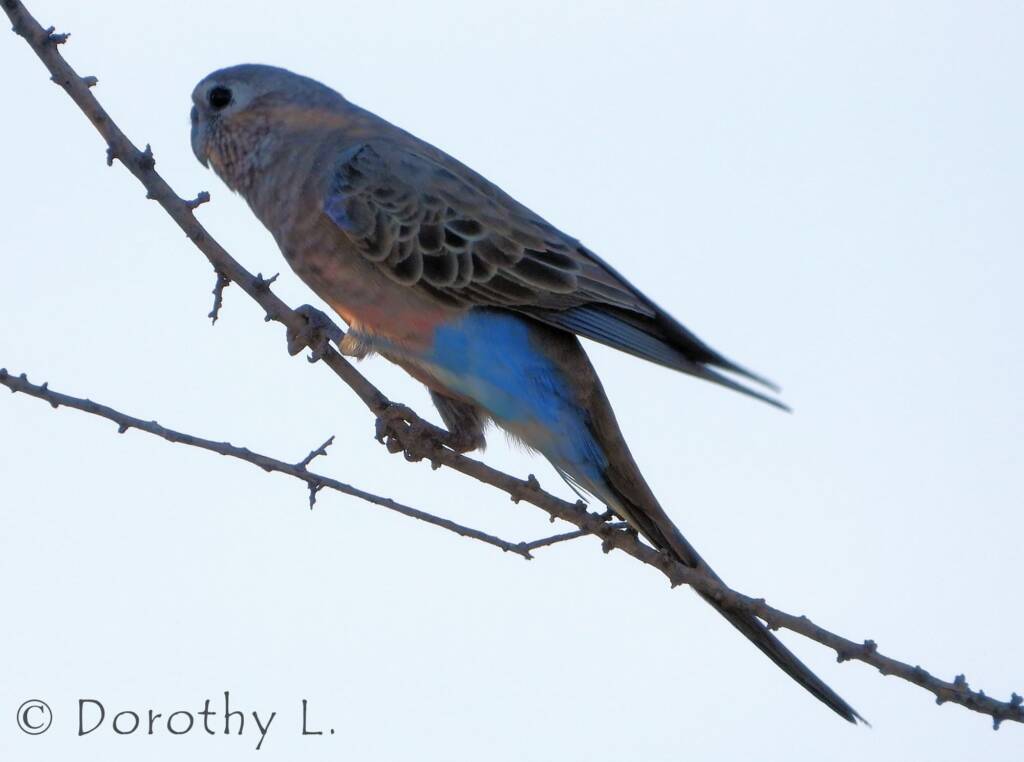 Bourke's Parrot (Neopsephotus bourkii), sunrise at Kunoth Bore, NT
