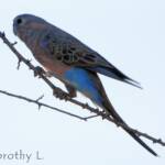 Bourke's Parrot (Neopsephotus bourkii), sunrise at Kunoth Bore, NT