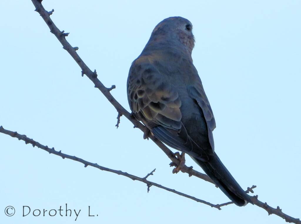 Bourke's Parrot (Neopsephotus bourkii), sunrise at Kunoth Bore, NT