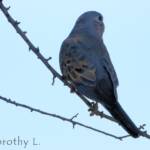 Bourke's Parrot (Neopsephotus bourkii), sunrise at Kunoth Bore, NT