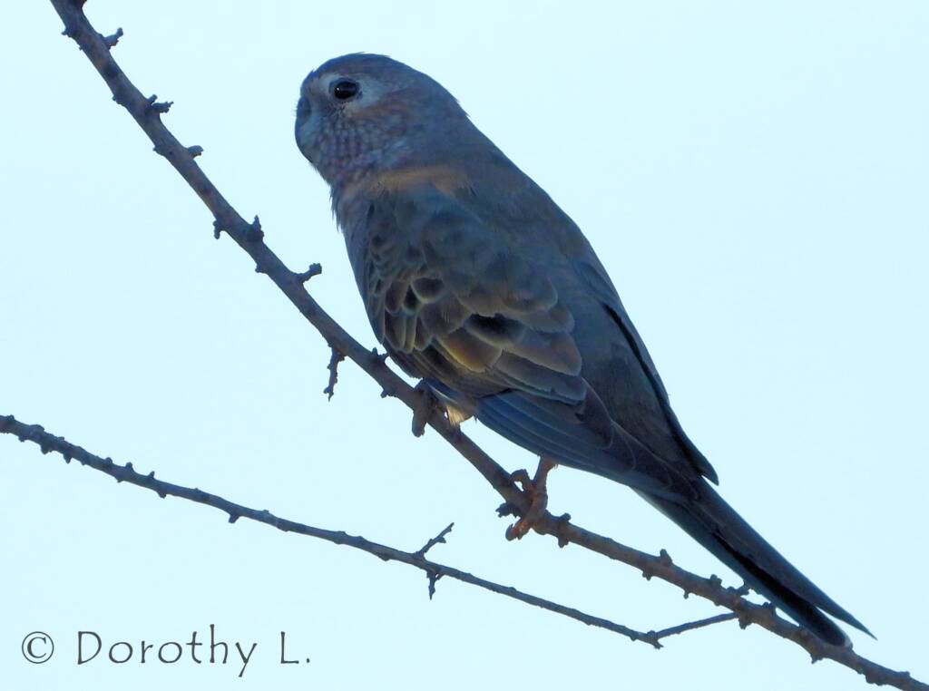 Bourke's Parrot (Neopsephotus bourkii), sunrise at Kunoth Bore, NT