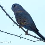 Bourke's Parrot (Neopsephotus bourkii), sunrise at Kunoth Bore, NT