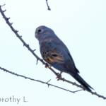 Bourke's Parrot (Neopsephotus bourkii), sunrise at Kunoth Bore, NT