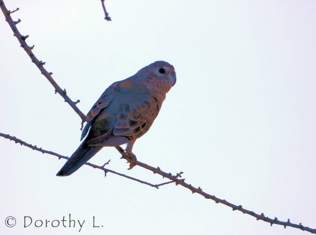 Bourke's Parrot (Neopsephotus bourkii), sunrise at Kunoth Bore, NT