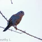 Bourke's Parrot (Neopsephotus bourkii), sunrise at Kunoth Bore, NT