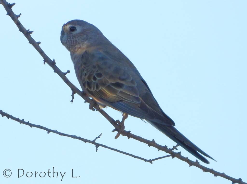 Bourke's Parrot (Neopsephotus bourkii), sunrise at Kunoth Bore, NT