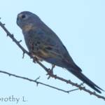 Bourke's Parrot (Neopsephotus bourkii), sunrise at Kunoth Bore, NT