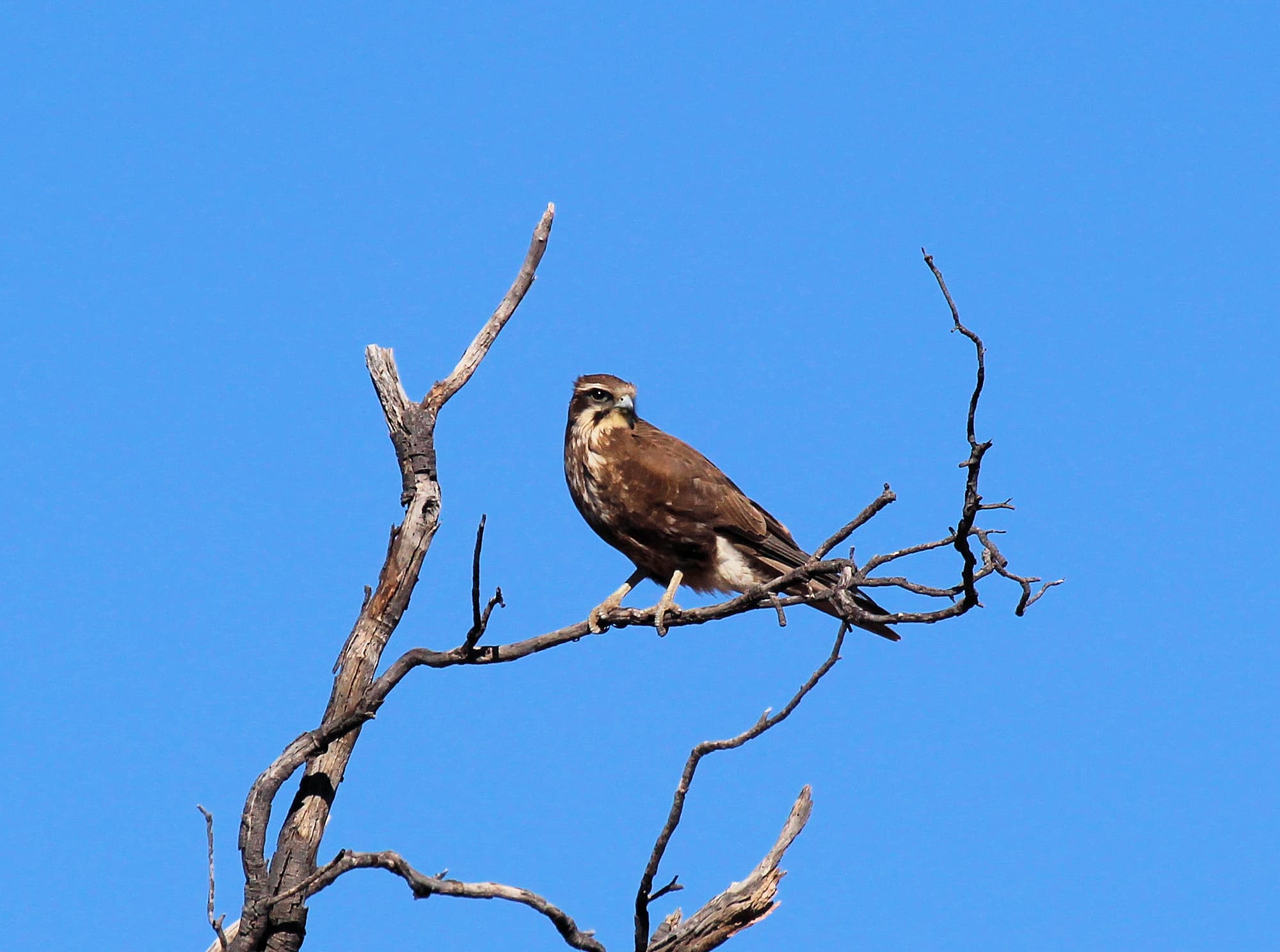 Brown Falcon (Falco berigora), Owen Springs, NT