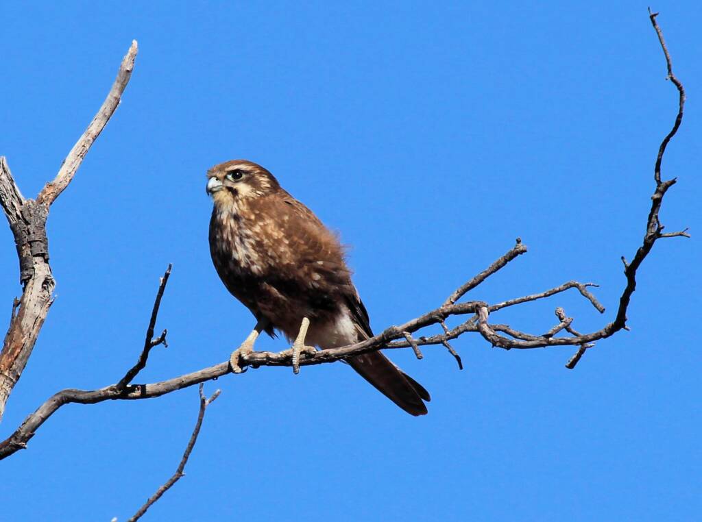 Brown Falcon (Falco berigora), Owen Springs, NT © CK Leel