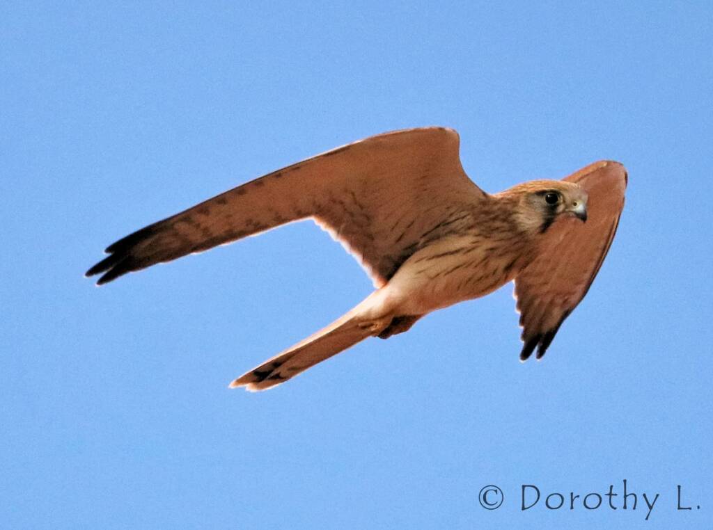 Brown Falcon dark morph (Falco berigora)