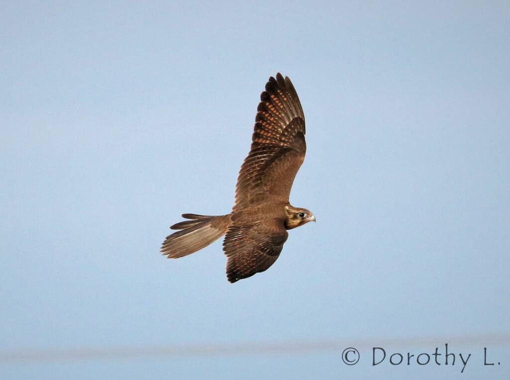 Brown Falcon dark morph (Falco berigora), Santa Teresa Rd, Central Australia