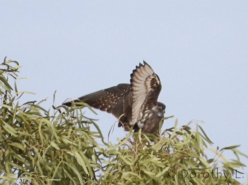 Brown Falcon (Falco berigora)