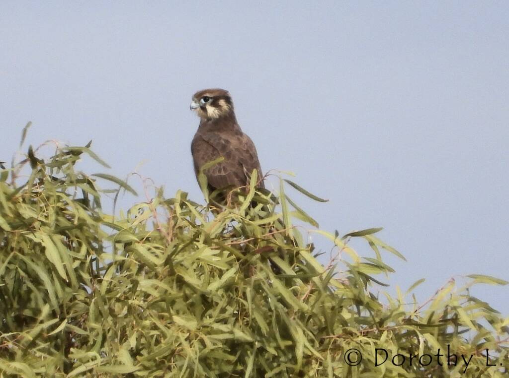 Brown Falcon (Falco berigora)