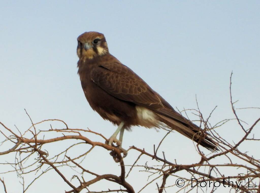 Brown Falcon (Falco berigora)