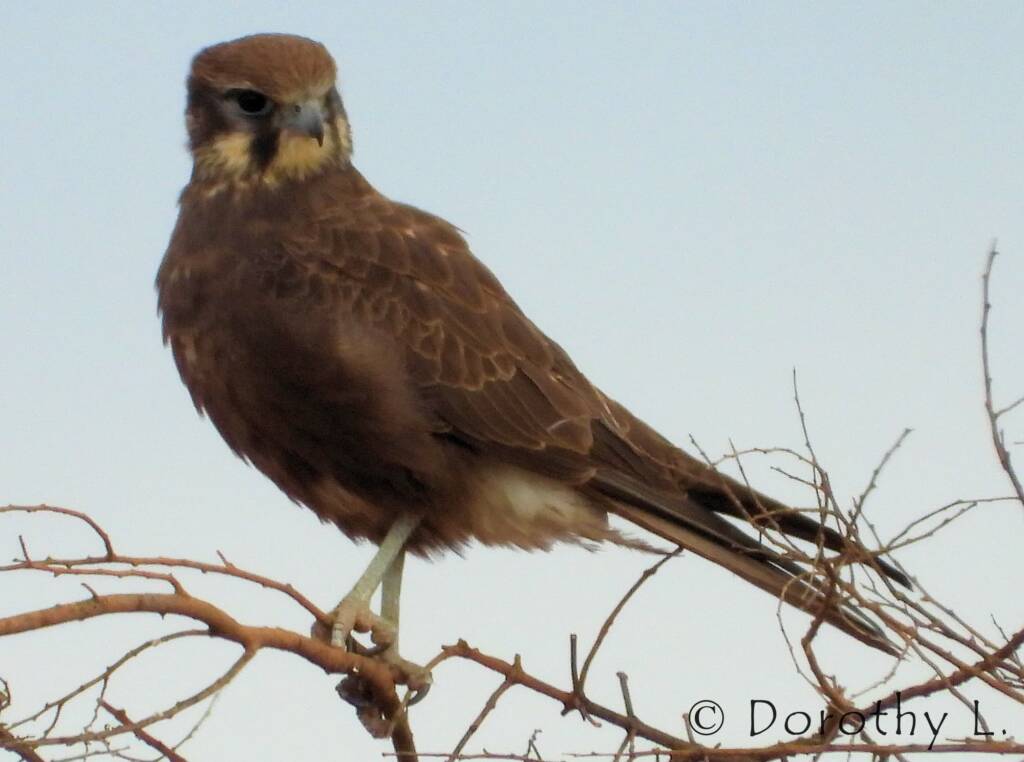 Brown Falcon (Falco berigora), Alice Springs Sewage Ponds, NT © Dorothy Latimer