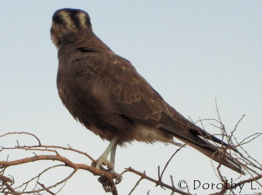 Brown Falcon (Falco berigora)