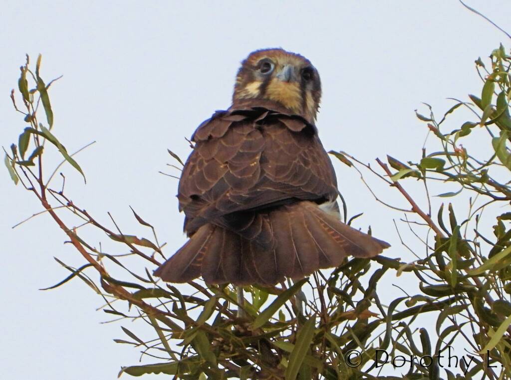 Brown Falcon (Falco berigora)
