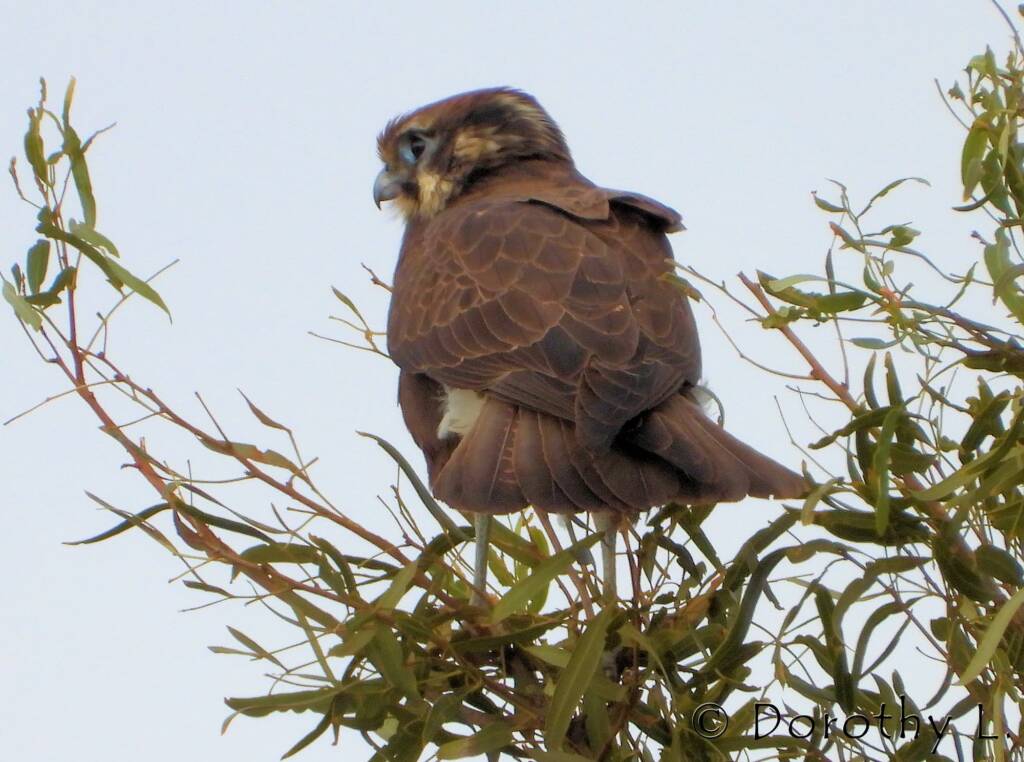 Brown Falcon (Falco berigora)