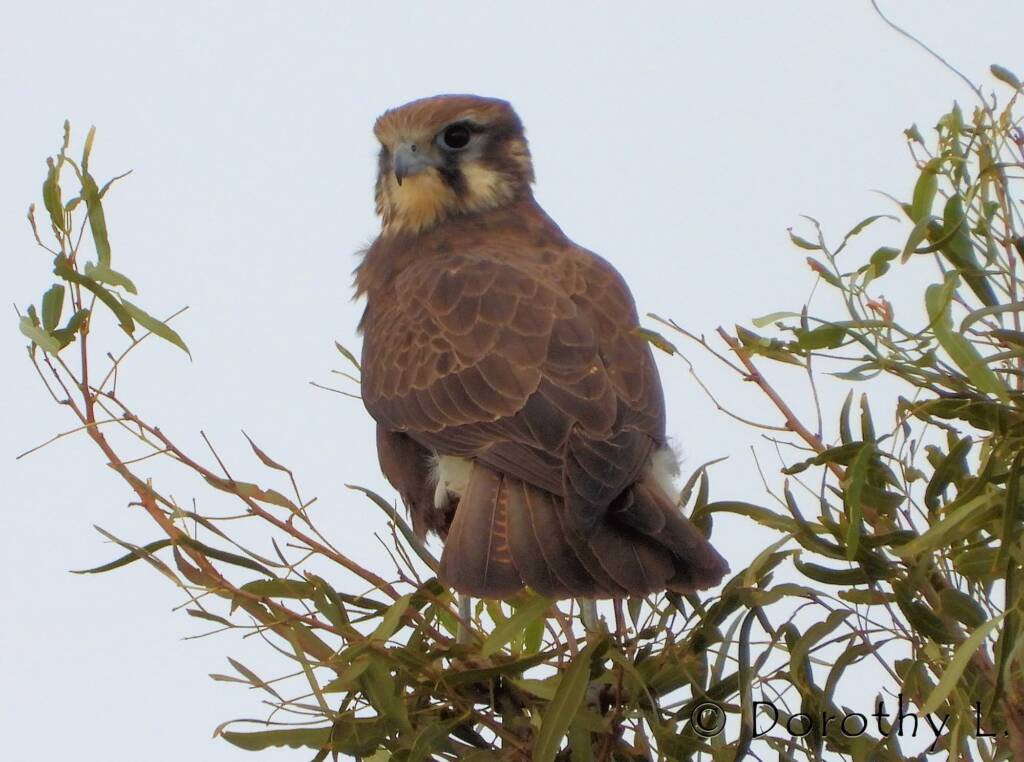 Brown Falcon (Falco berigora)