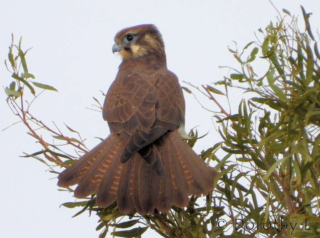 Brown Falcon (Falco berigora)