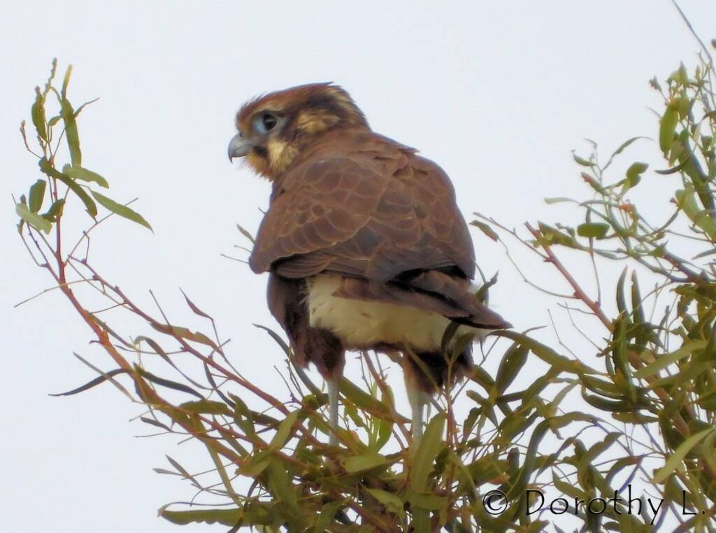 Brown Falcon (Falco berigora)