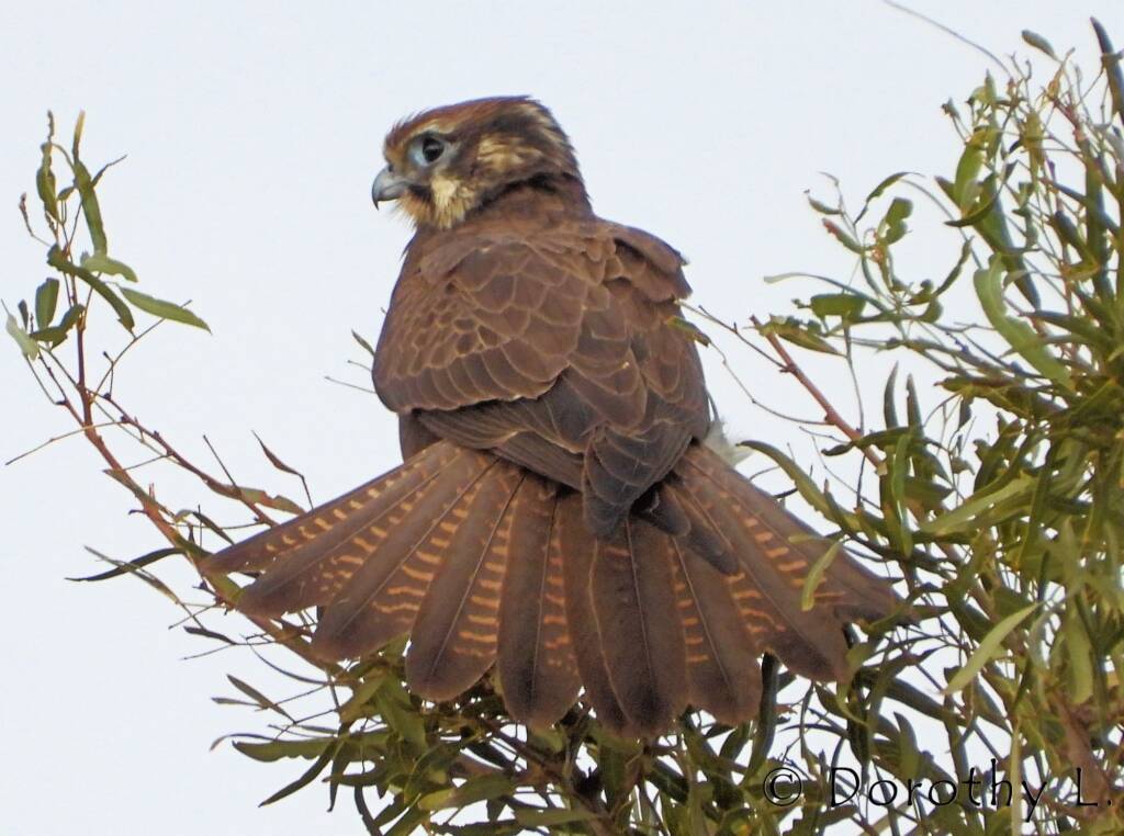 Brown Falcon (Falco berigora)