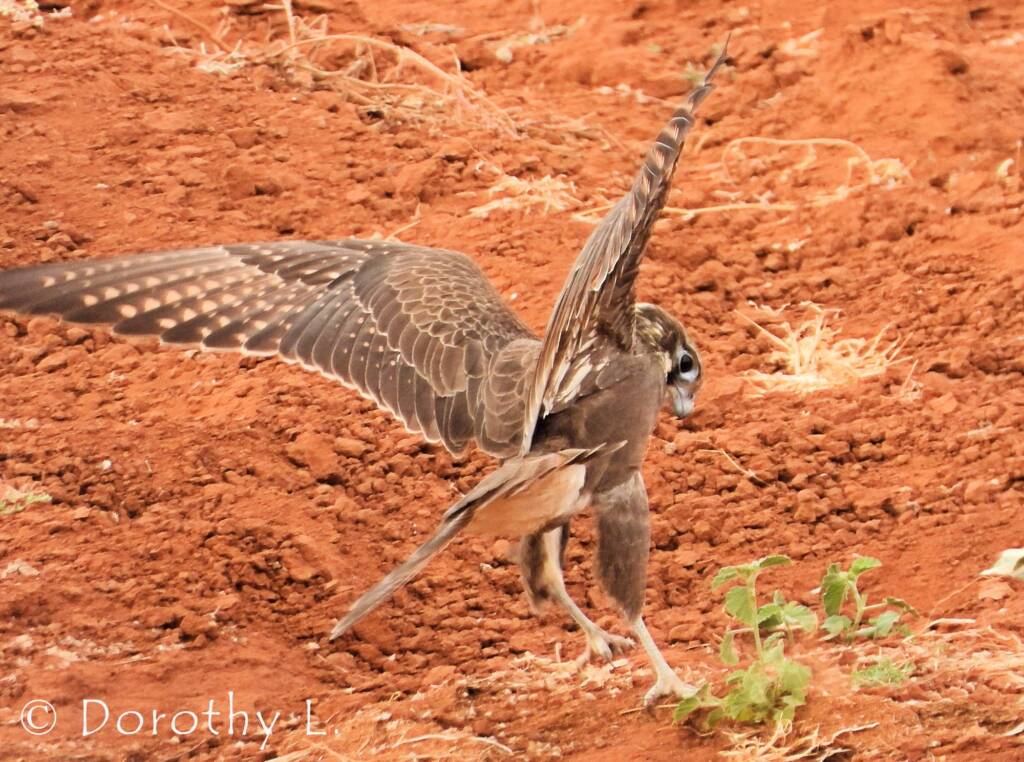 Brown Falcon (Falco berigora)