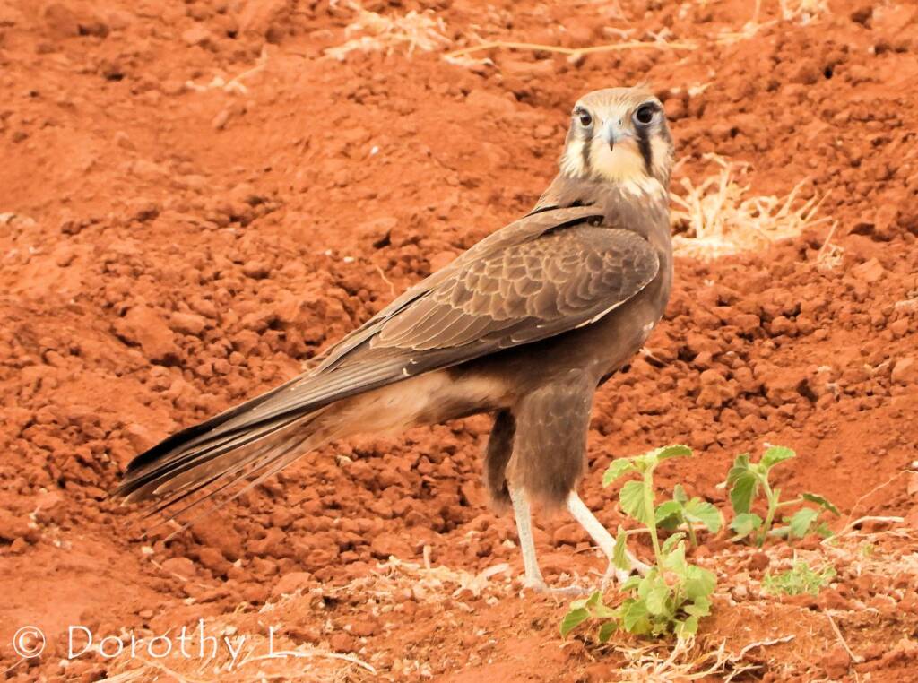Brown Falcon (Falco berigora)