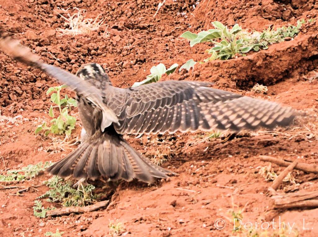 Brown Falcon (Falco berigora)