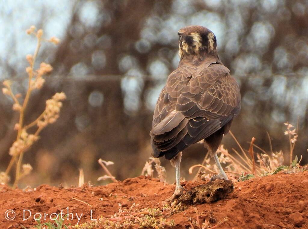 Brown Falcon (Falco berigora)