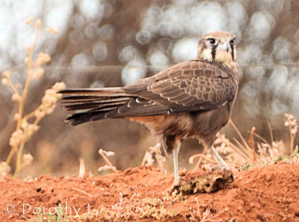 Brown Falcon (Falco berigora)