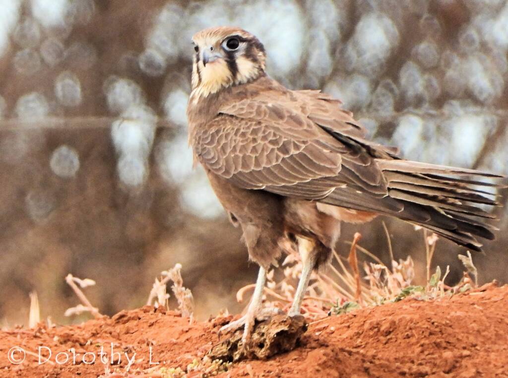 Brown Falcon (Falco berigora)