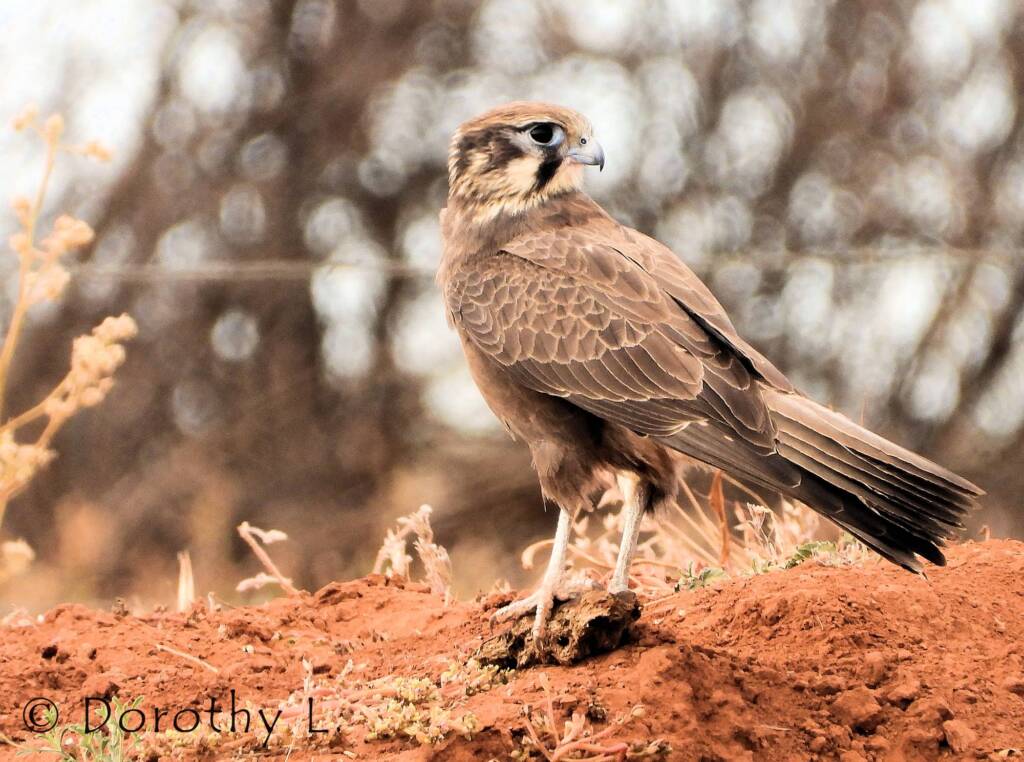 Brown Falcon (Falco berigora)