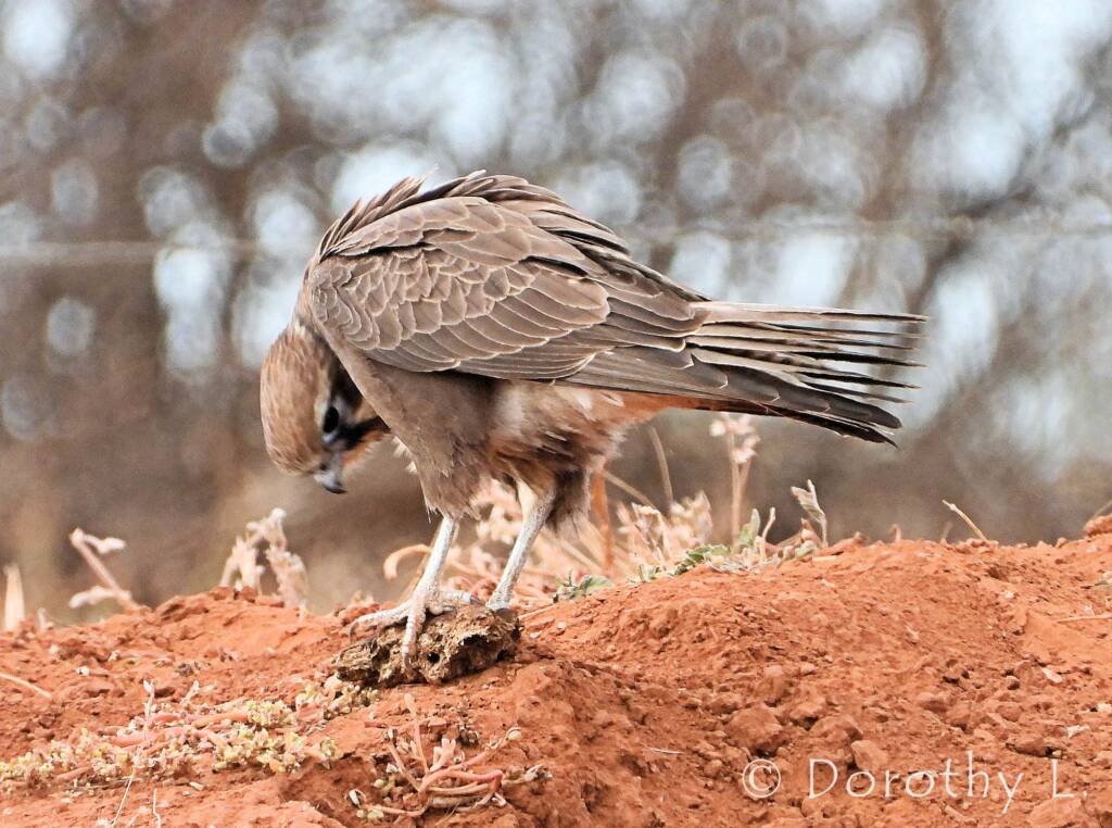Brown Falcon (Falco berigora)