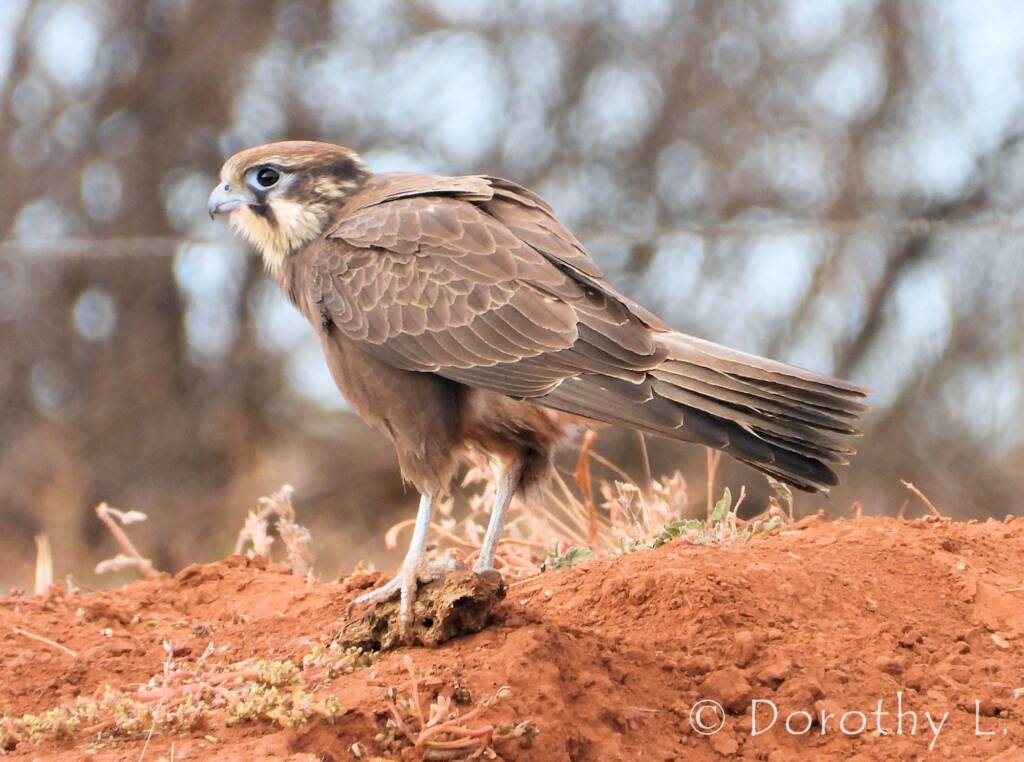 Brown Falcon (Falco berigora)
