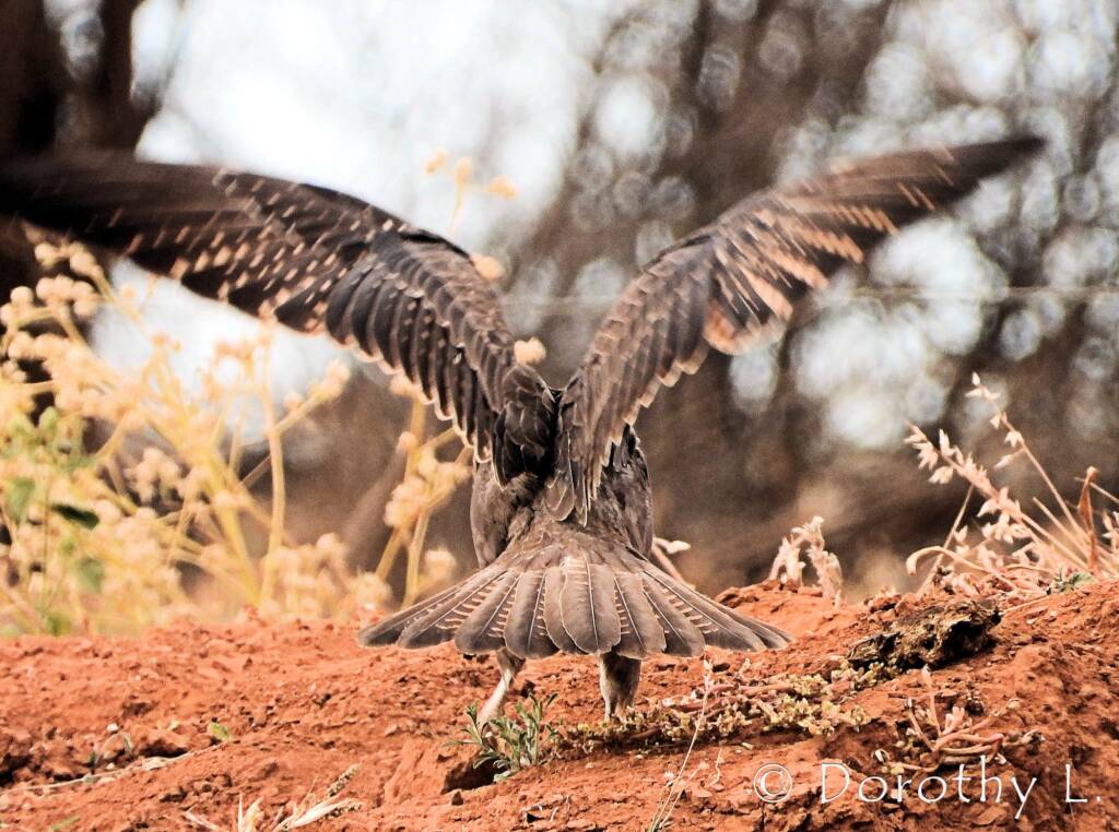Brown Falcon (Falco berigora)