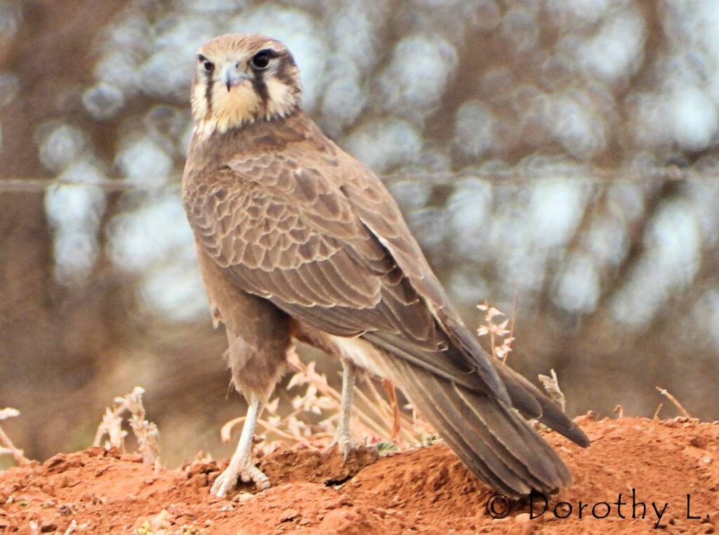 Brown Falcon (Falco berigora)