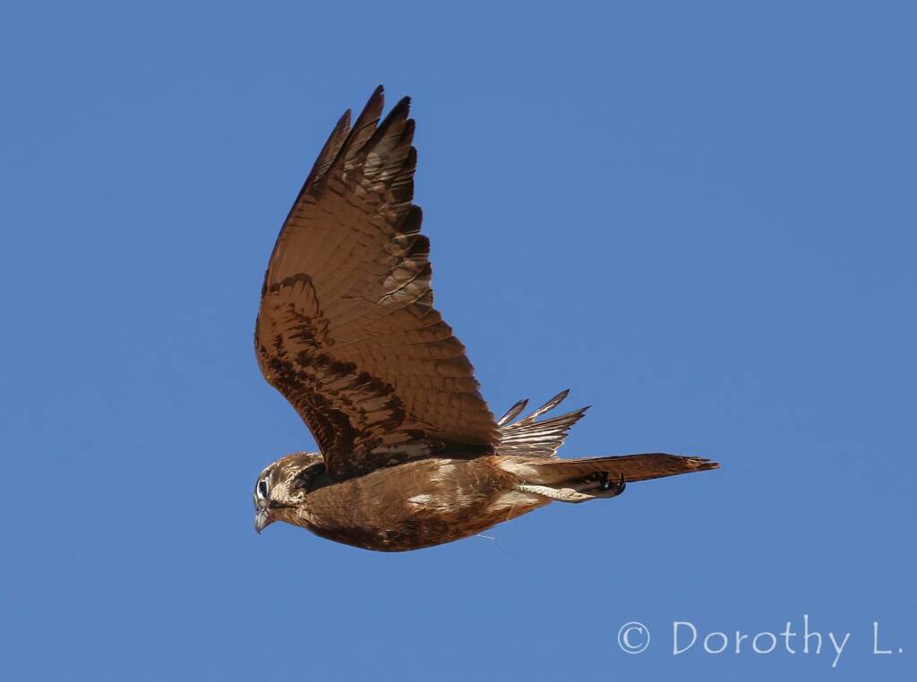 Brown Falcon dark morph (Falco berigora)