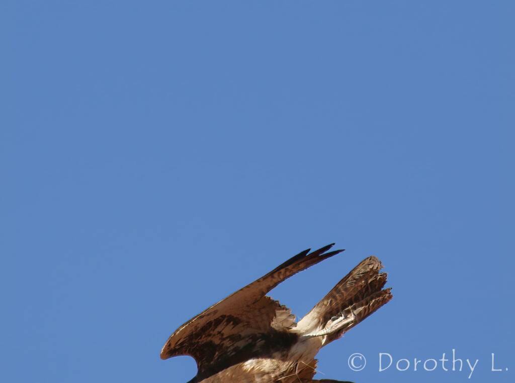 Brown Falcon dark morph (Falco berigora)