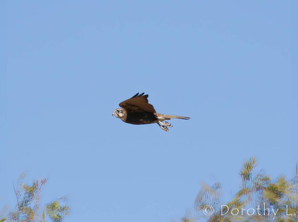 Brown Falcon dark morph (Falco berigora)