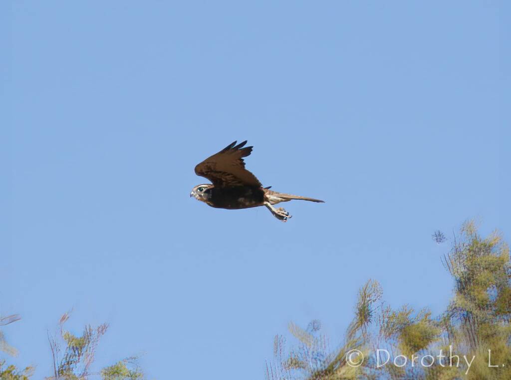 Brown Falcon dark morph (Falco berigora)